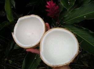 coconut juice for hair regrowth